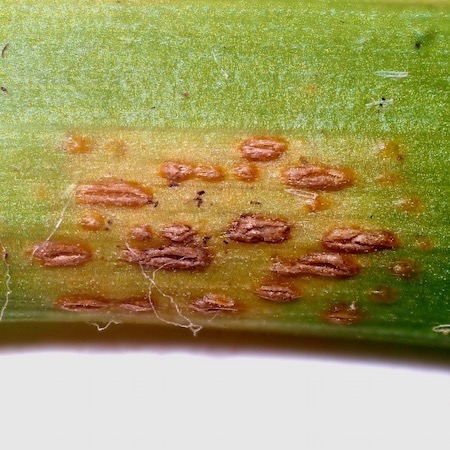 Puccinia luzulae