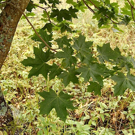 acer platanoides