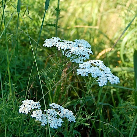 achillea millefolium