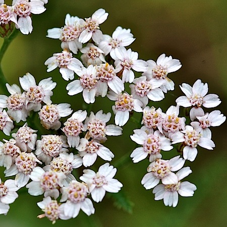 achillea millefolium