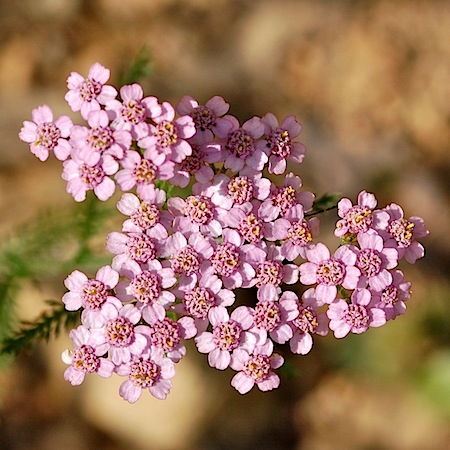achillea millefolium