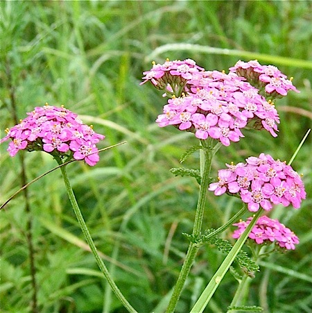 achillea millefolium