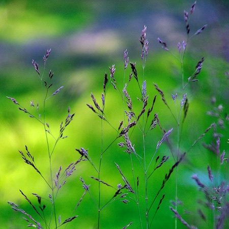 Agrostis stolonifera