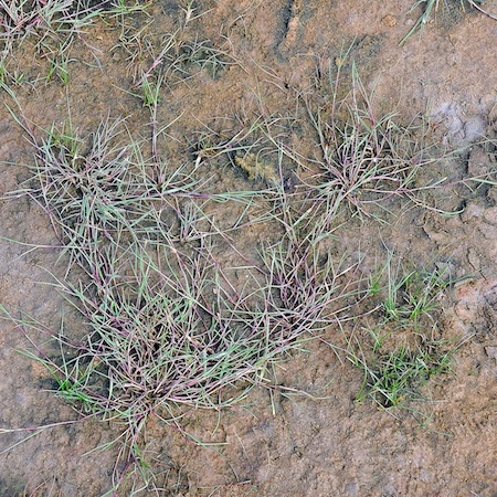 Agrostis stolonifera