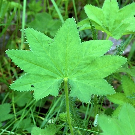 alchemilla acutiloba