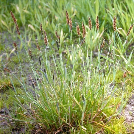 alopecurus geniculatus