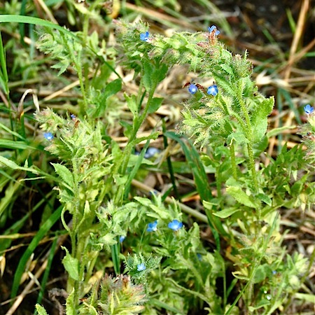 anchusa arvensis