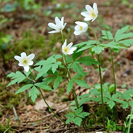 anemone nemorosa