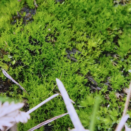 Archidium alternifolium