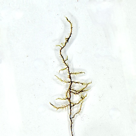 Campyliadelphus elodes