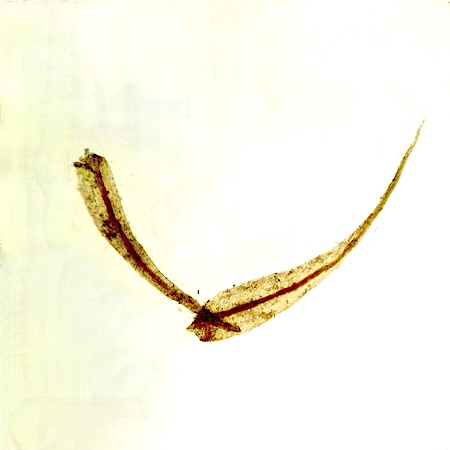 Campyliadelphus elodes